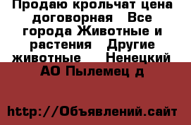 Продаю крольчат цена договорная - Все города Животные и растения » Другие животные   . Ненецкий АО,Пылемец д.